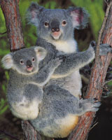 Australian Koala