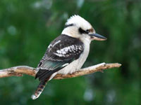 Australian Kookaburra