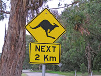 Kangaroos Next 2 km