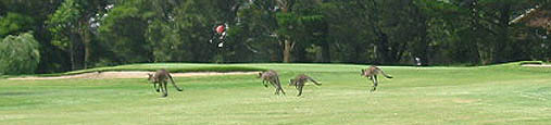 Golf hazards not in the rule book.