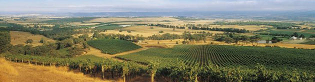 Vineyards in the Geelong region Vineyards in the Geelong region