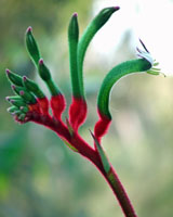 Australian Kangaroo Paw wildflower