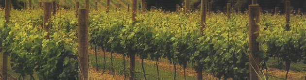 Burton Estate Wines, South Australia Burton Estate Wines, South Australia