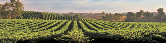 Kingston Estate Vineyards, South Australia Kingston Estate Vineyards, South Australia